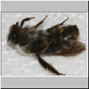 Andrena mit Stylops - 37a - aber ventral zwischen den Abdominalsterniten.jpg